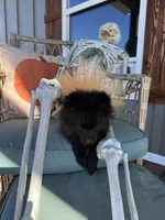 mollie, a female Pomeranian for sale in Plainville, GA – Photo 2 of 7