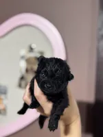 mollie, a female Pomeranian for sale in Plainville, GA – Photo 6 of 7