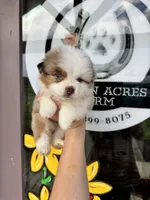 Cannoli , a male Miniature Australian Shepherd for sale in Plainville, GA – 2 of 2