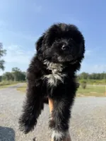Robin, a female Pomapoo for sale in Plainville, GA – Photo 3 of 4