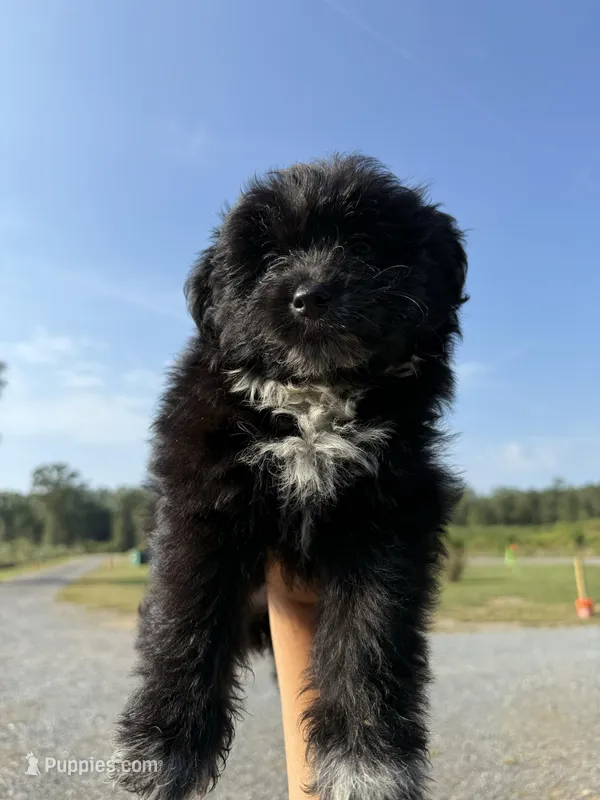 Robin, a female Pomapoo for sale in Plainville, GA – Photo 1 of 4