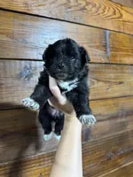 Robin, a female Pomapoo for sale in Plainville, GA – Photo 4 of 4