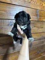 Robin, a female Pomapoo for sale in Plainville, GA – Photo 2 of 4