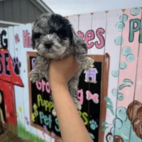 Dash, a male Schnoodle for sale in Plainville, GA – Photo 1 of 2