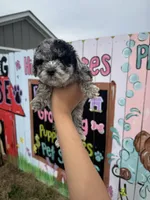 Dash, a male Schnoodle for sale in Plainville, GA – Photo 1 of 2