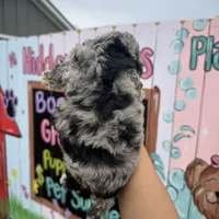 Dash, a male Schnoodle for sale in Plainville, GA – Photo 2 of 2