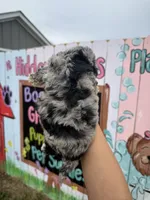 Dash, a male Schnoodle for sale in Plainville, GA – Photo 2 of 2