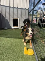 Ruby, a female Bernese Mountain Dog for sale in Plainville, GA – 3 of 6