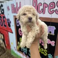 Hope, a female Schnoodle for sale in Plainville, GA – Photo 2 of 3