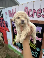 Hope, a female Schnoodle for sale in Plainville, GA – Photo 2 of 3