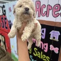 Hope, a female Schnoodle for sale in Plainville, GA – Photo 3 of 3
