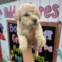 Hope, a female Schnoodle for sale in Plainville, GA – Photo 1 of 3