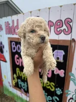 Hope, a female Schnoodle for sale in Plainville, GA – Photo 1 of 3
