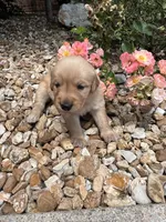 Emma , a female Golden Retriever for sale in Wind Lake, WI – 4 of 4