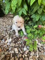 Evan, a male Golden Retriever for sale in Wind Lake, WI – 1 of 3