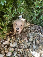 Ethan , a male Golden Retriever for sale in Wind Lake, WI – 2 of 3