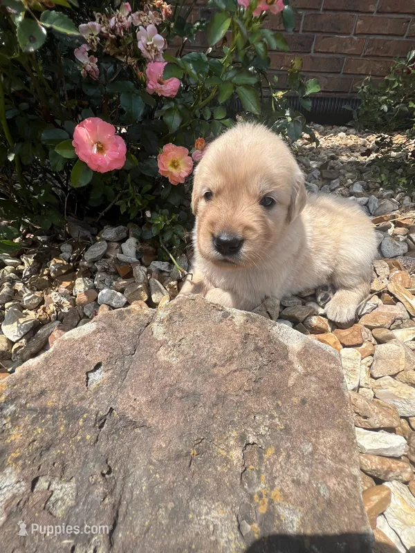 Ellie – Golden Retriever puppy for sale in Wind Lake, WI
