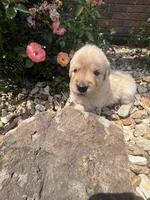 Ellie, a female Golden Retriever for sale in Wind Lake, WI – 2 of 3