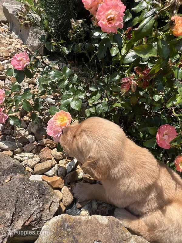 Everly – Golden Retriever puppy for sale in Wind Lake, WI