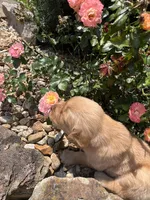 Everly, a female Golden Retriever for sale in Wind Lake, WI – 1 of 5