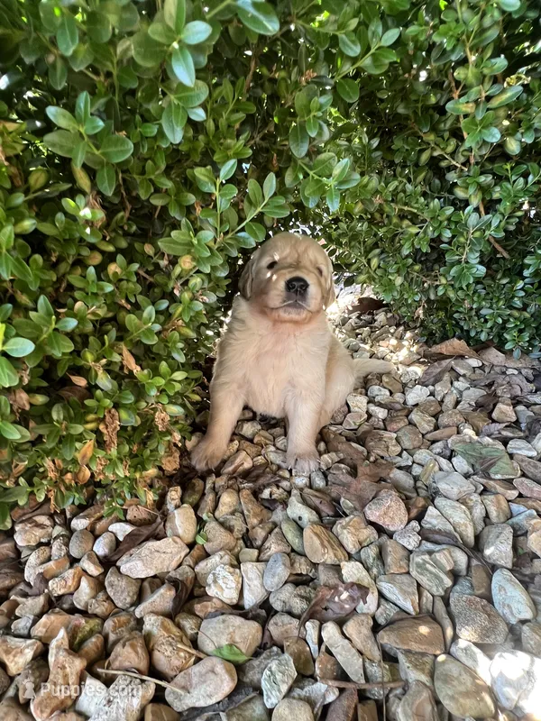 Ethan  – Golden Retriever puppy for sale in Wind Lake, WI