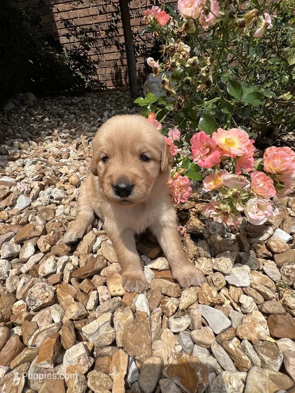 Emma  – Golden Retriever puppy for sale in Wind Lake, WI