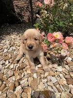 Emma , a female Golden Retriever for sale in Wind Lake, WI – 1 of 4
