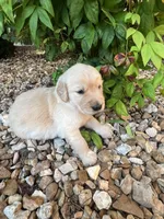 Evan, a male Golden Retriever for sale in Wind Lake, WI – 3 of 3