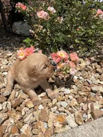 Emma , a female Golden Retriever for sale in Wind Lake, WI – 2 of 4