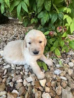 Ean, a male Golden Retriever for sale in Wind Lake, WI – 1 of 1