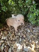 Ethan , a male Golden Retriever for sale in Wind Lake, WI – 3 of 3