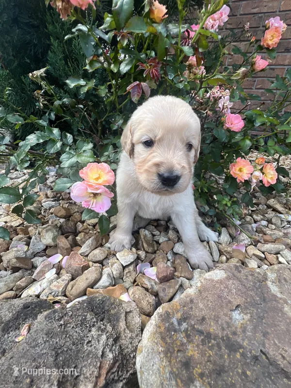 Emily – Golden Retriever puppy for sale in Wind Lake, WI