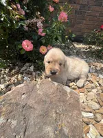 Ellie, a female Golden Retriever for sale in Wind Lake, WI – 3 of 3