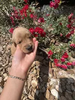 Ember, a female Golden Retriever for sale in Wind Lake, WI – 1 of 2