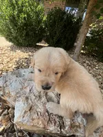 Erick, a male Golden Retriever for sale in Wind Lake, WI – 2 of 2