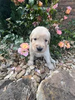 Emily, a female Golden Retriever for sale in Wind Lake, WI – 2 of 4