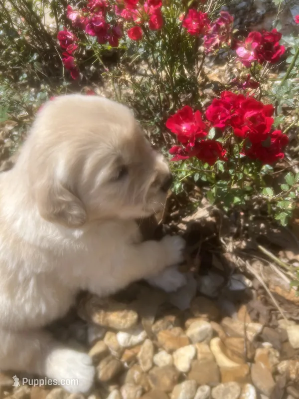 Evelyn – Golden Retriever puppy for sale in Wind Lake, WI