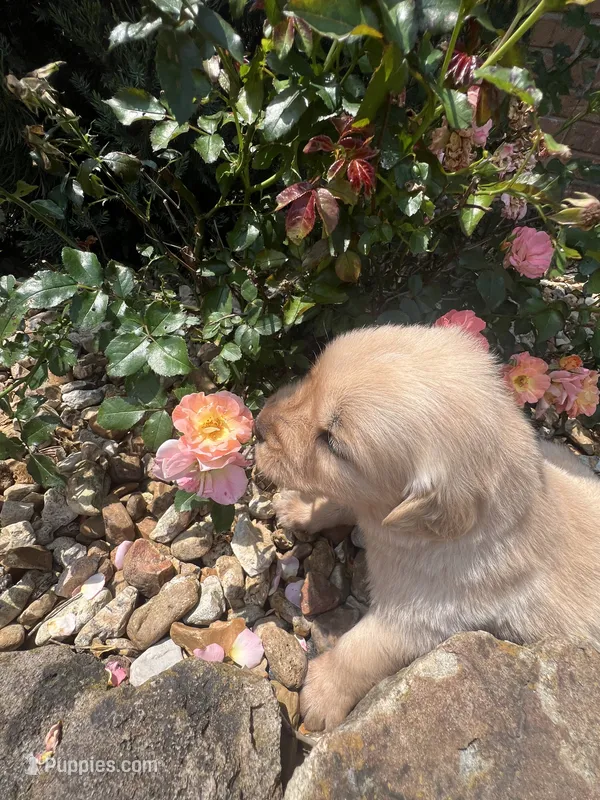 Ellie – Golden Retriever puppy for sale in Wind Lake, WI