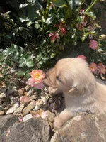Ellie, a female Golden Retriever for sale in Wind Lake, WI – 1 of 3