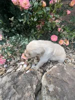 Emily, a female Golden Retriever for sale in Wind Lake, WI – 4 of 4