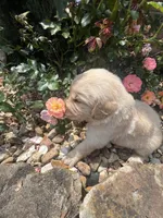Emily, a female Golden Retriever for sale in Wind Lake, WI – 3 of 4