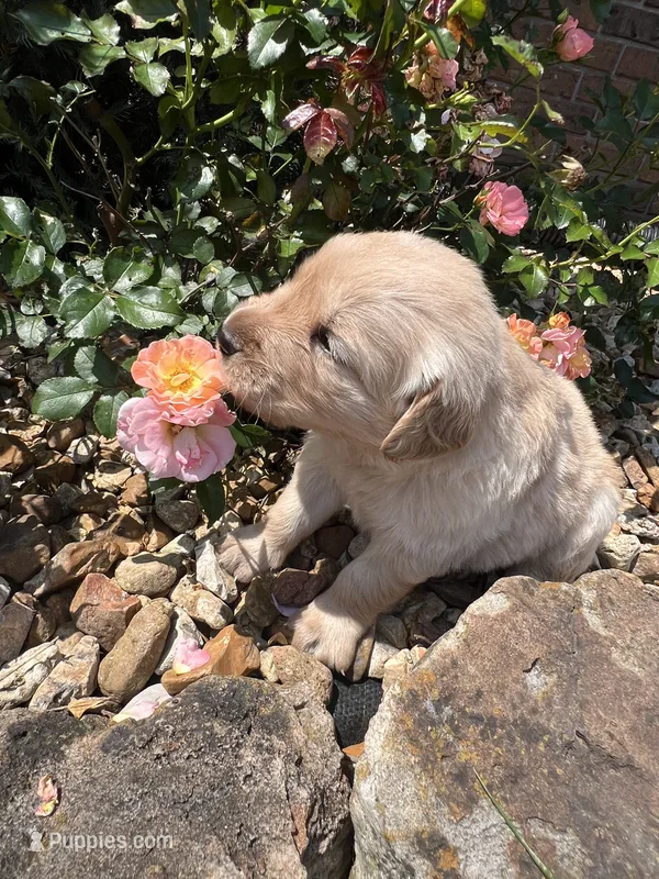Evie – Golden Retriever puppy for sale in Wind Lake, WI