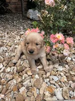 Emma , a female Golden Retriever for sale in Wind Lake, WI – 3 of 4