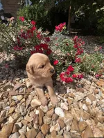 Ember, a female Golden Retriever for sale in Wind Lake, WI – 2 of 2