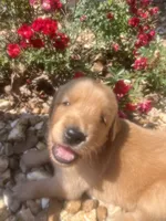 Everly, a female Golden Retriever for sale in Wind Lake, WI – 5 of 5