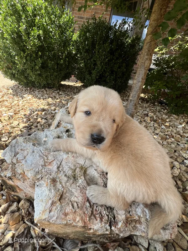 Erick – Golden Retriever puppy for sale in Wind Lake, WI