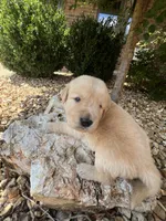 Erick, a male Golden Retriever for sale in Wind Lake, WI – 1 of 2