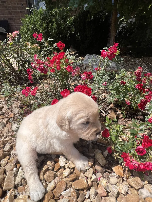 Evelyn – Golden Retriever puppy for sale in Wind Lake, WI