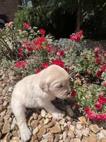 Evelyn, a female Golden Retriever for sale in Wind Lake, WI – 1 of 2