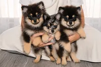 Tiny Merla, a female Pomeranian for sale in Lake Havasu City, AZ – 3 of 4